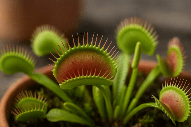Aplicación para identificar plantas: guía completa y práctica