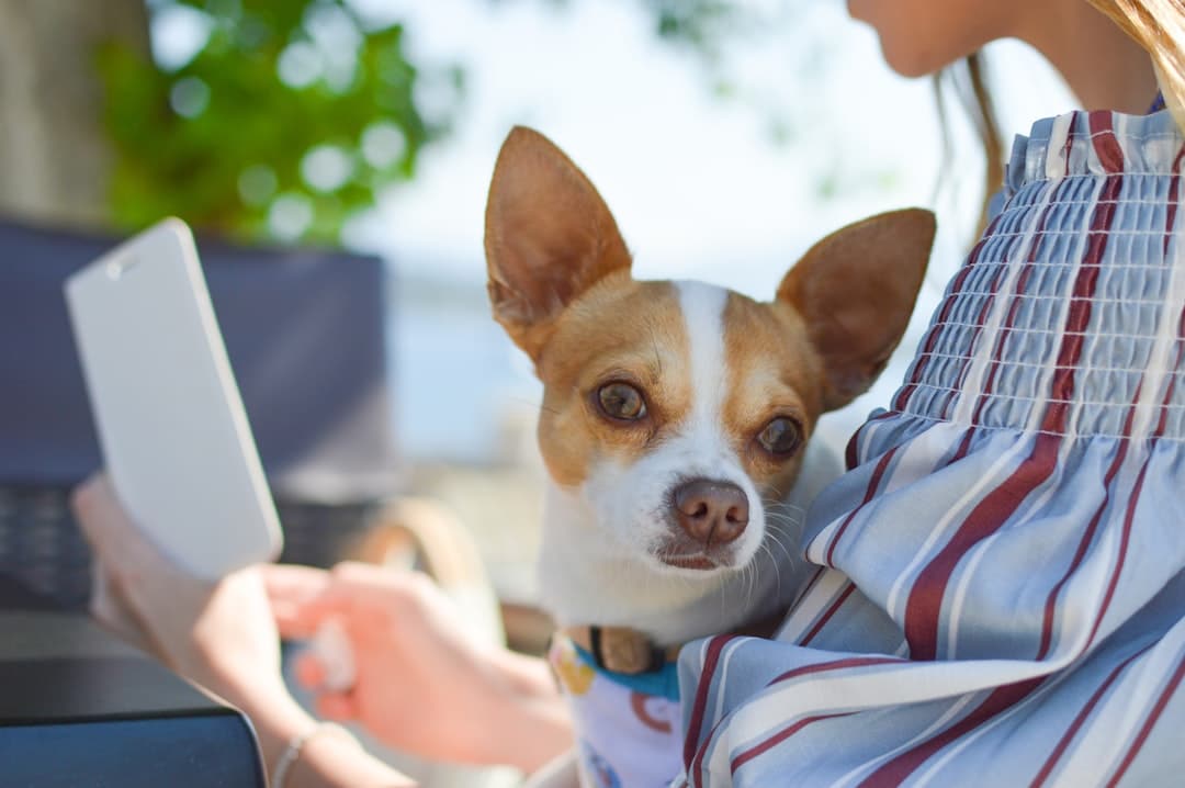Aplicación para traducir ladridos de perros en tiempo real