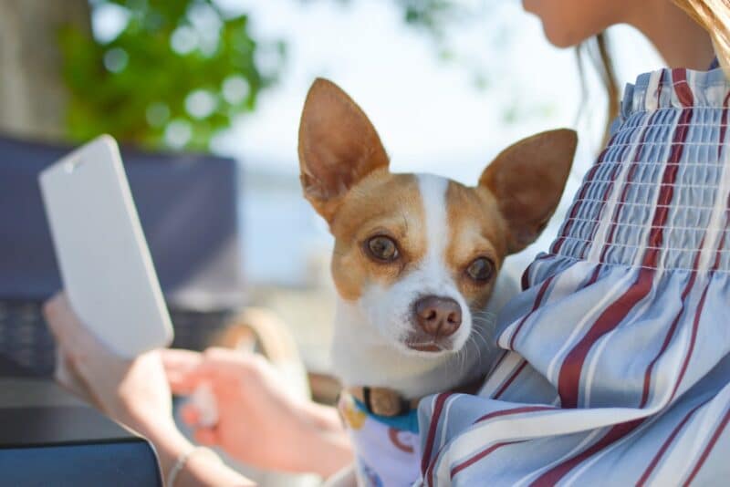 Aplicación para traducir ladridos de perros en tiempo real